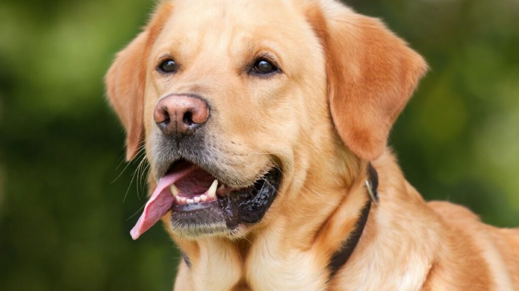 dog vomit yellow