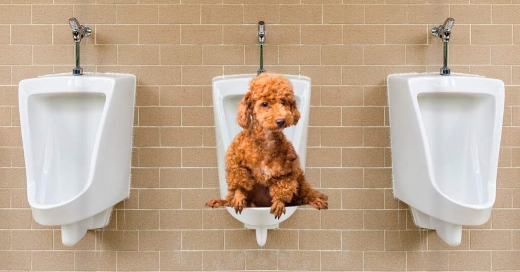 dog period