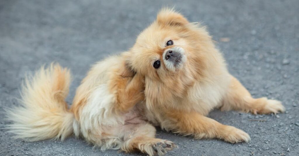female dog in heat