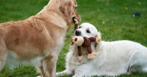 how long are dogs in heat