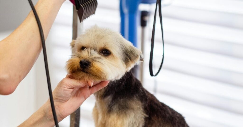 mange in dogs