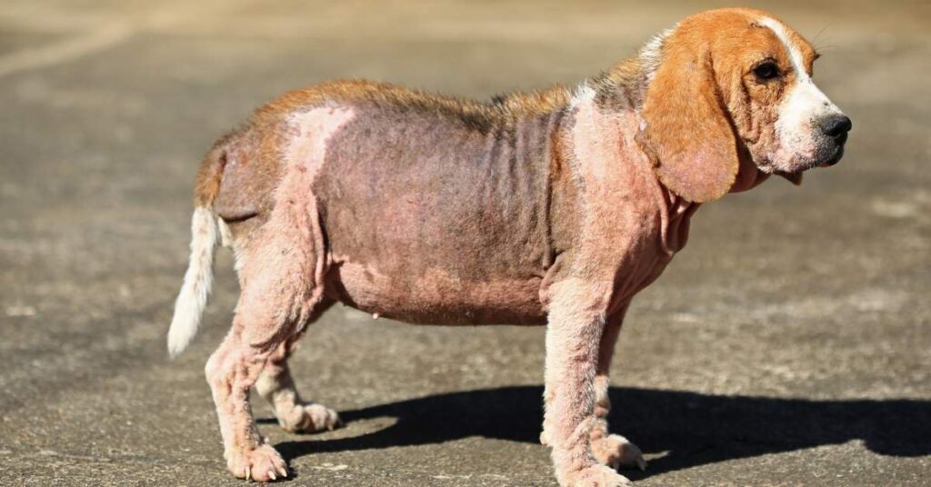 mange on dogs