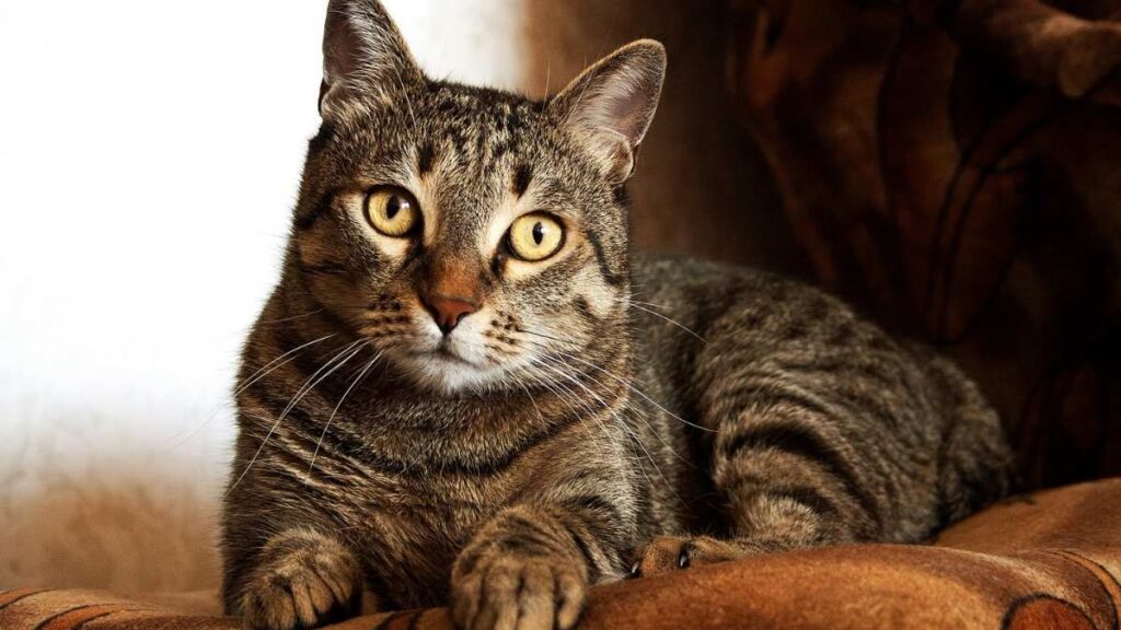 tabby kitten