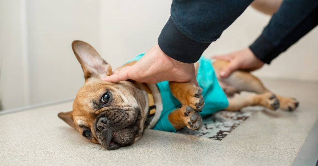 vet check up