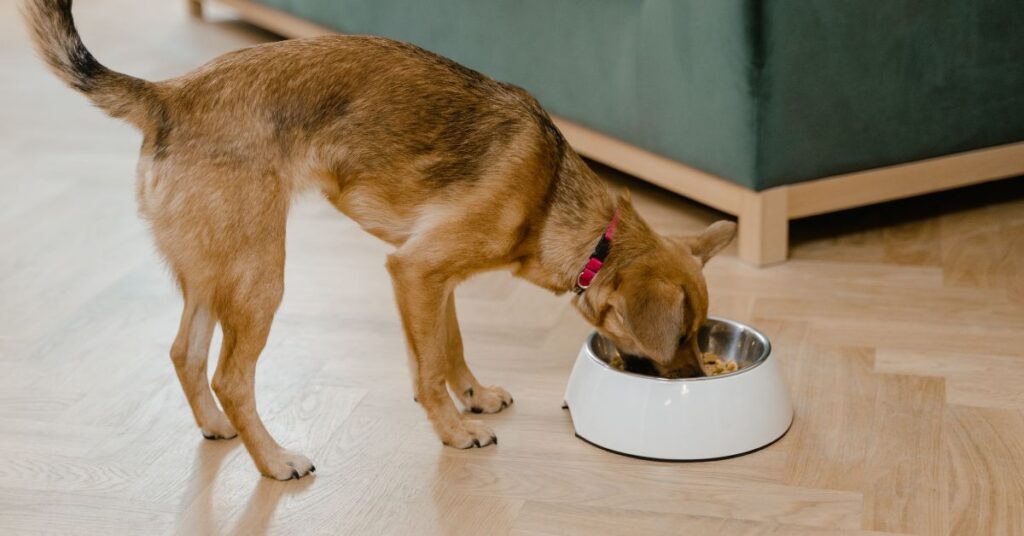 what to do if dog eat chocolate