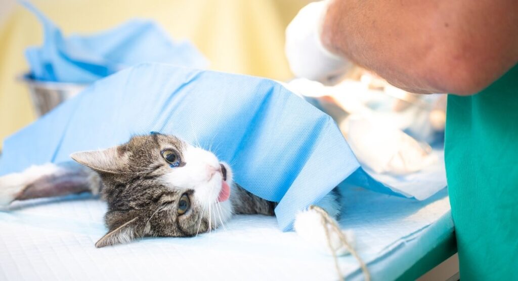 age to neuter cat