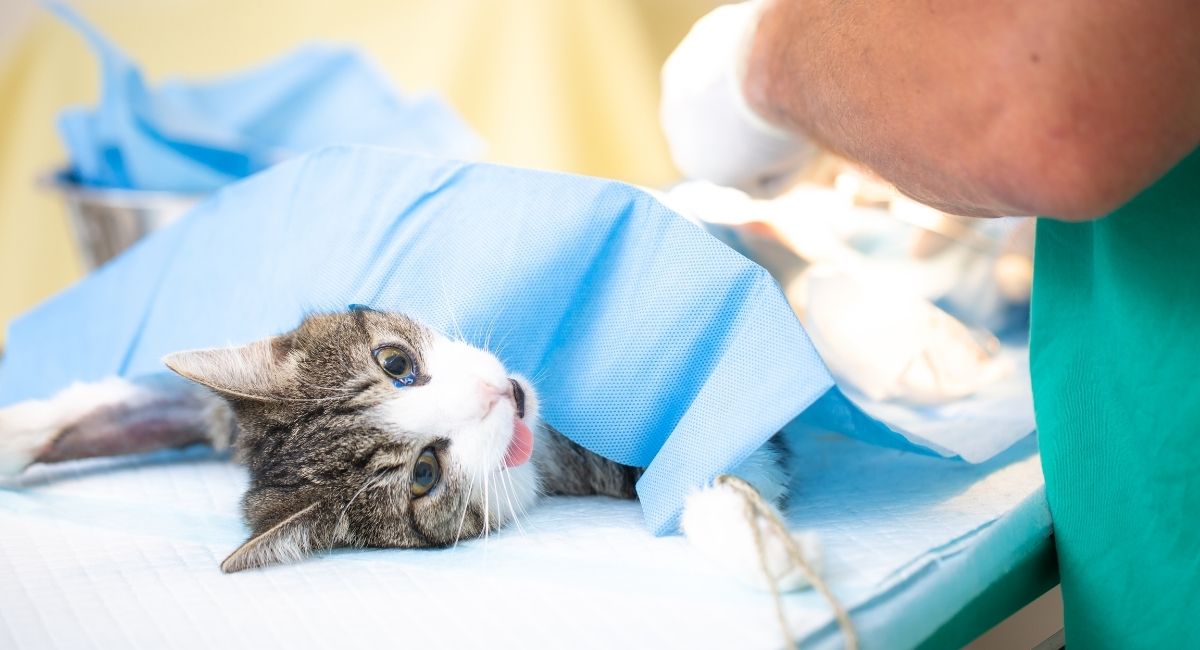 age to neuter cat