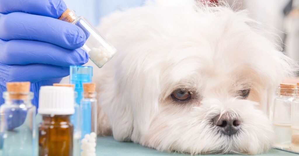 anxiety medicine for dog