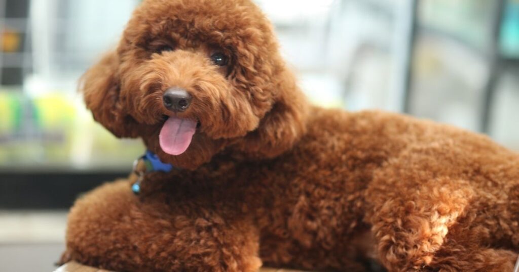 Aussiepoodle adult