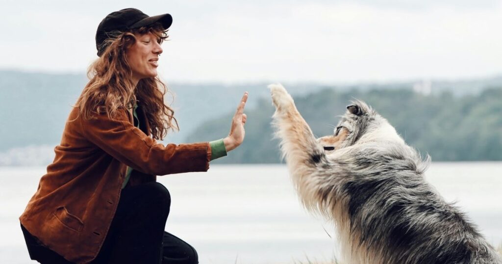 Aussie Dog