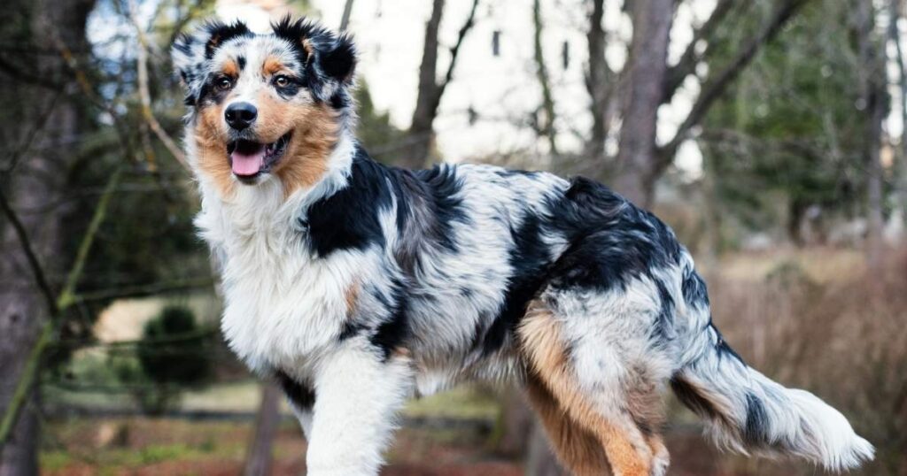 Austrailian shepherd weight