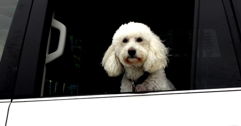 Australian Shepherd cross poodle