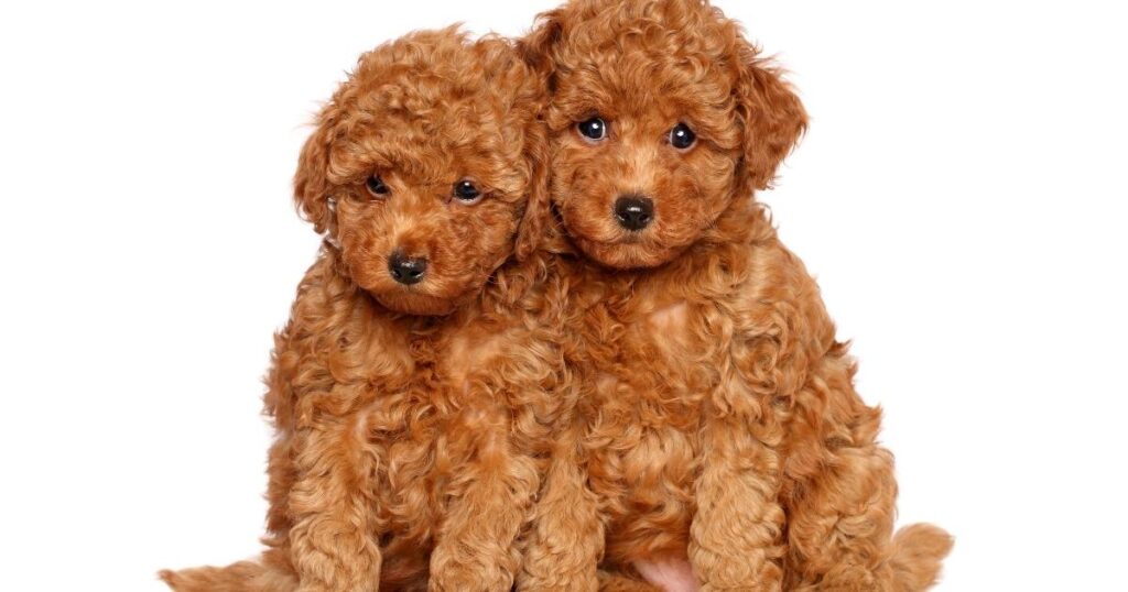 Australian shepherd poodle