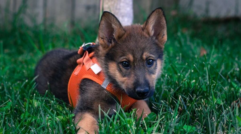 BEST DIET FOR GERMAN SHEPHERD