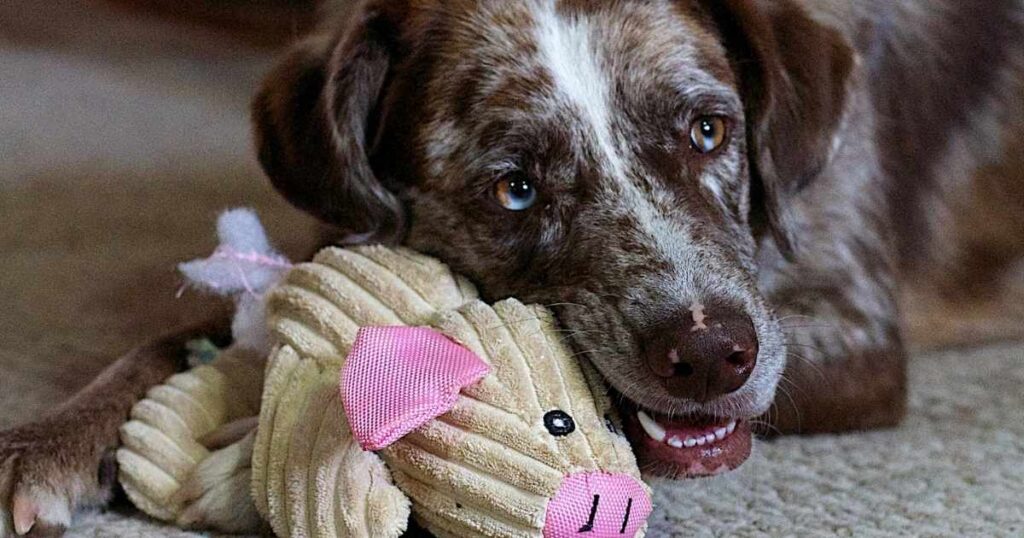 BEST DOG TOYS FOR AGRESSIVE CHEWERS