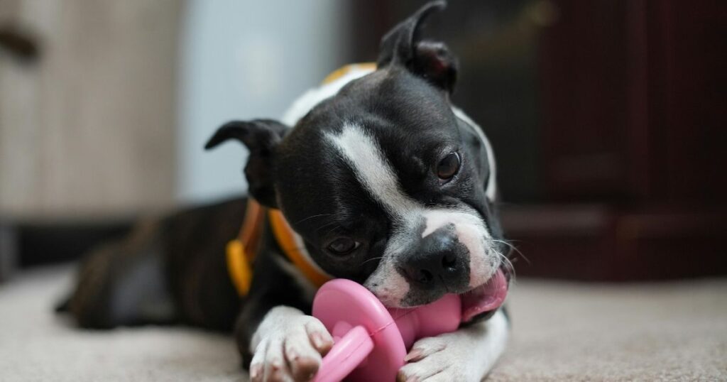 BEST TOYS FOR PITBULLS