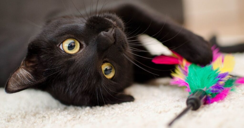 Black Cat Cute Names