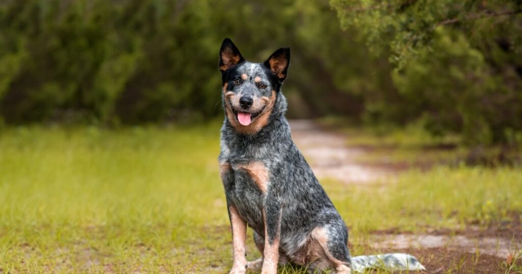 Blue Healer Dog