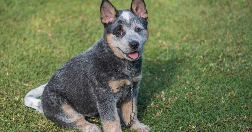 Blue Healer Dog Image