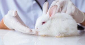 Bunny Cleaning Ear