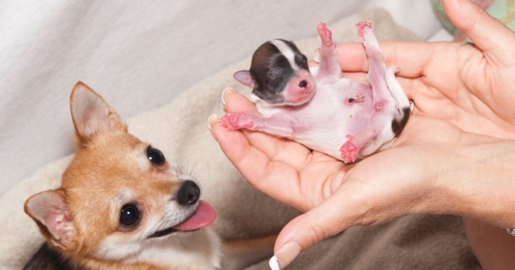 Cana dog have abortion