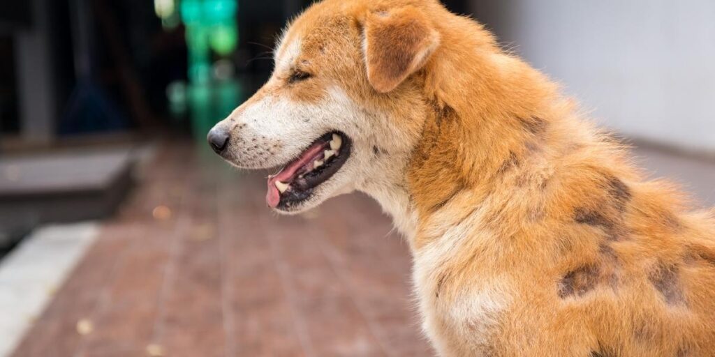 Canine cushing disease