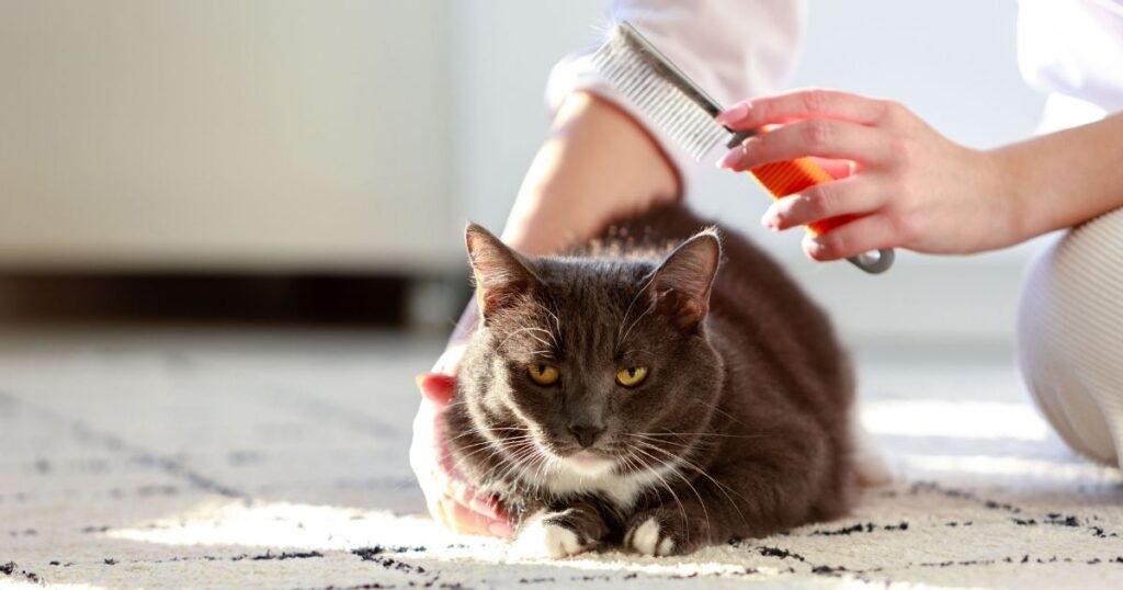 CAT BRUSH