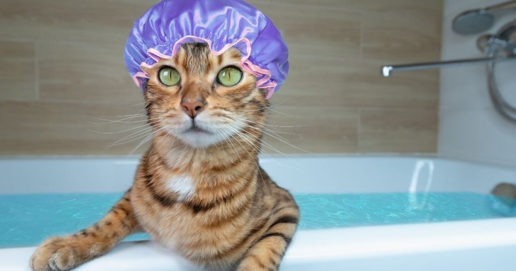 Cat caps