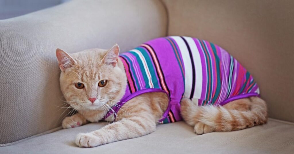 Cat Clothes