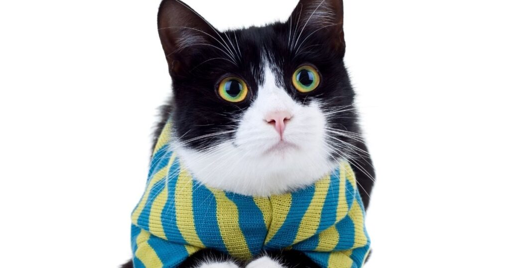 Cat Sweater