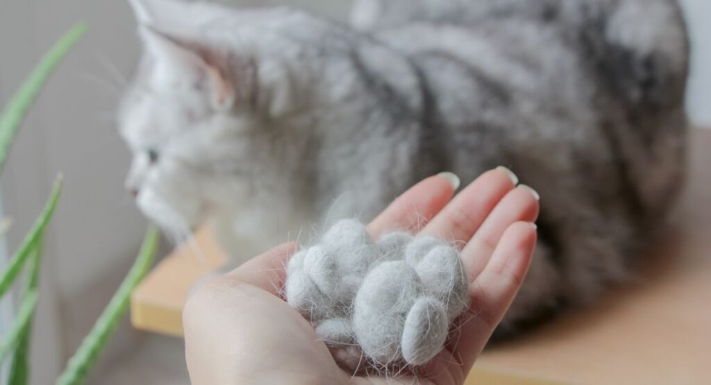 cat hair falling out