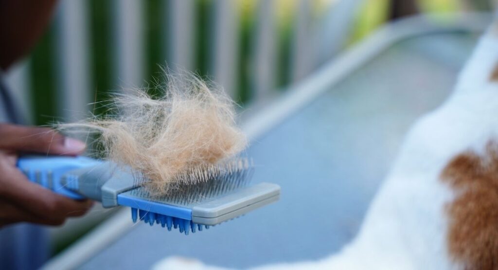 cat hairs falling out in clumps