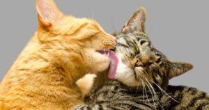 Cat Names