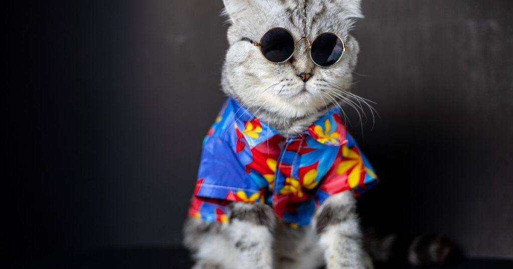 Cool Cat Dressing
