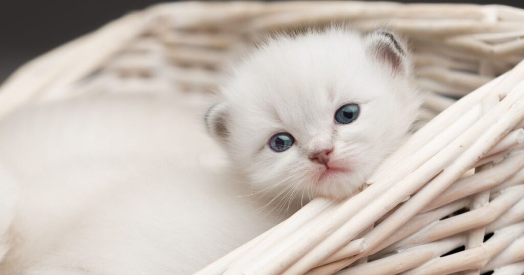 Cute Guy Cat Names