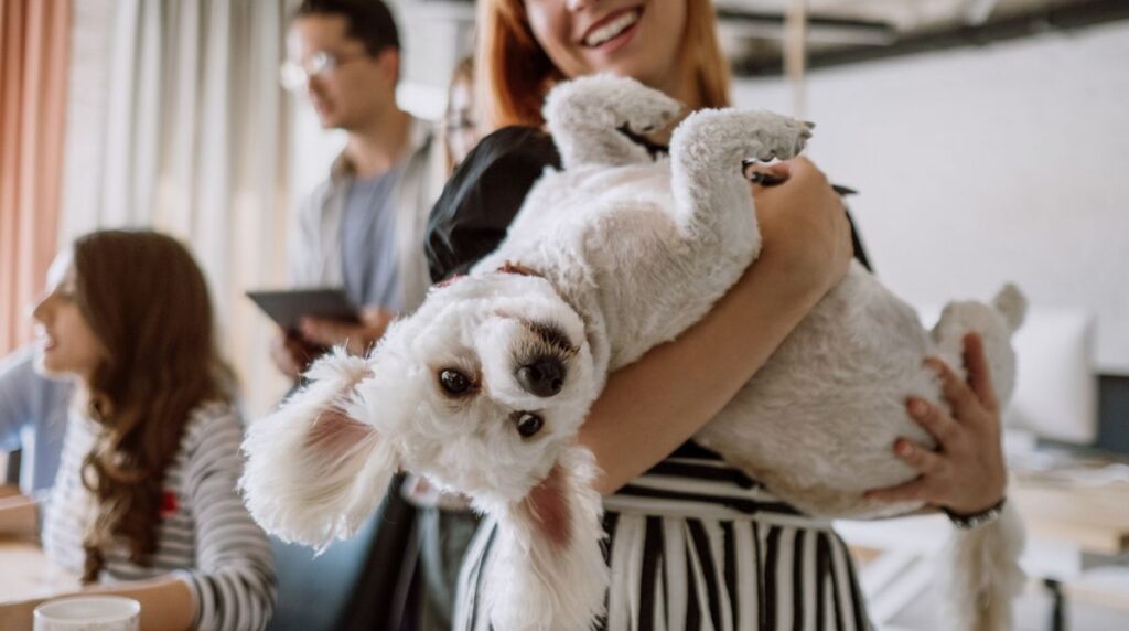 Dog Boarding