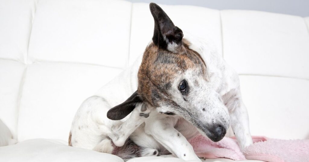 DOG EAR INFECTION