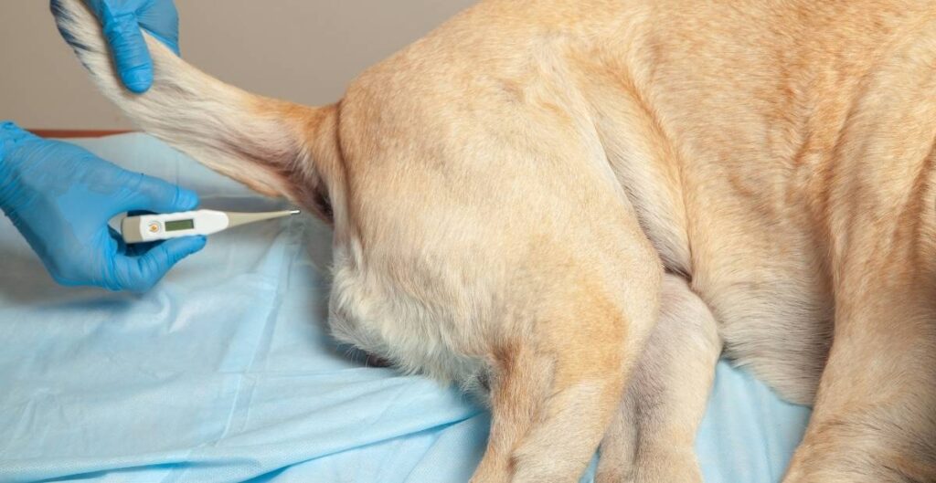 Dog Fever