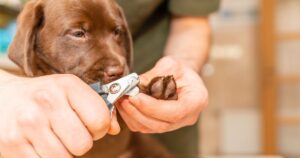 Dog nail trim near me