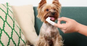 Dog Teething Age