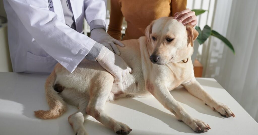 Dog upset stomach remedy