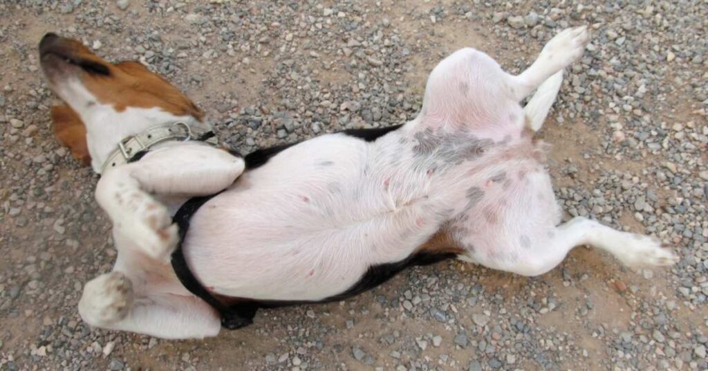 Dog upset tummy