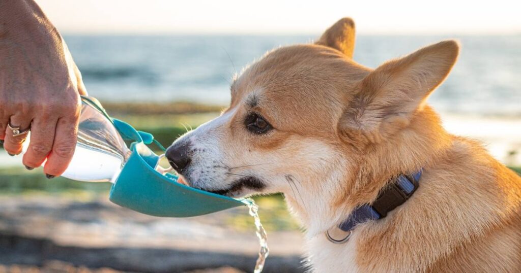 Dog Water Bottle