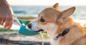 Dog Water Bottle