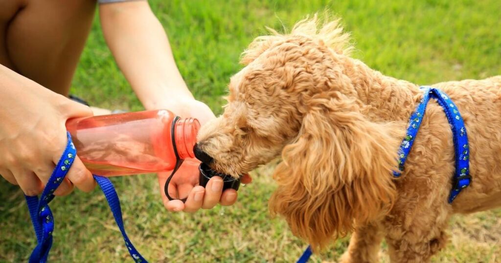 Drink Bottle for Dogs