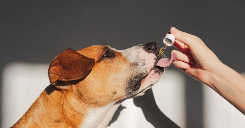 Flagyl For Dogs