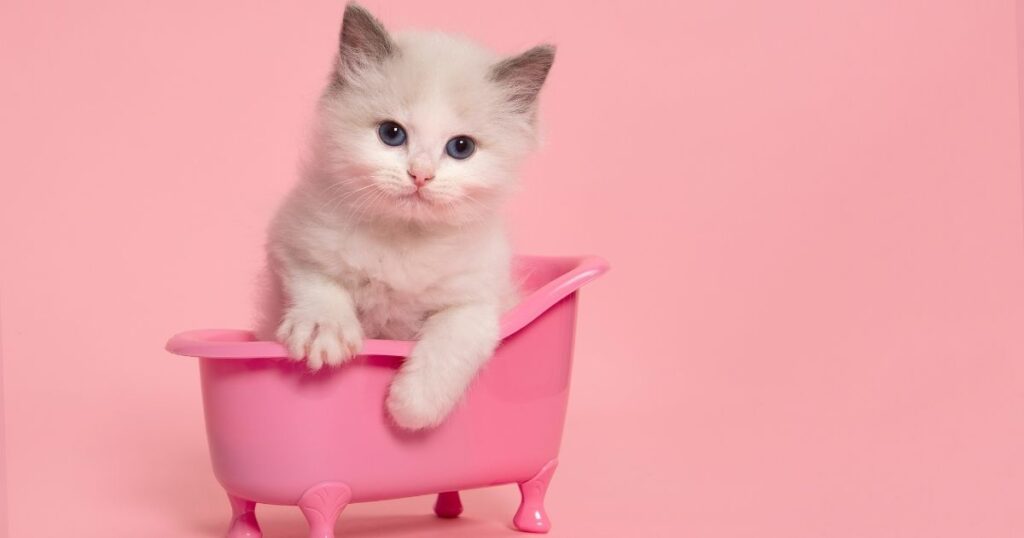 FUNNY CAT NAME