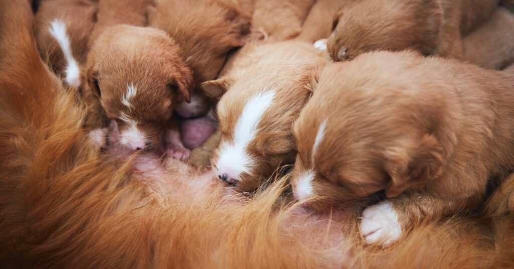 How to crate train a puppy