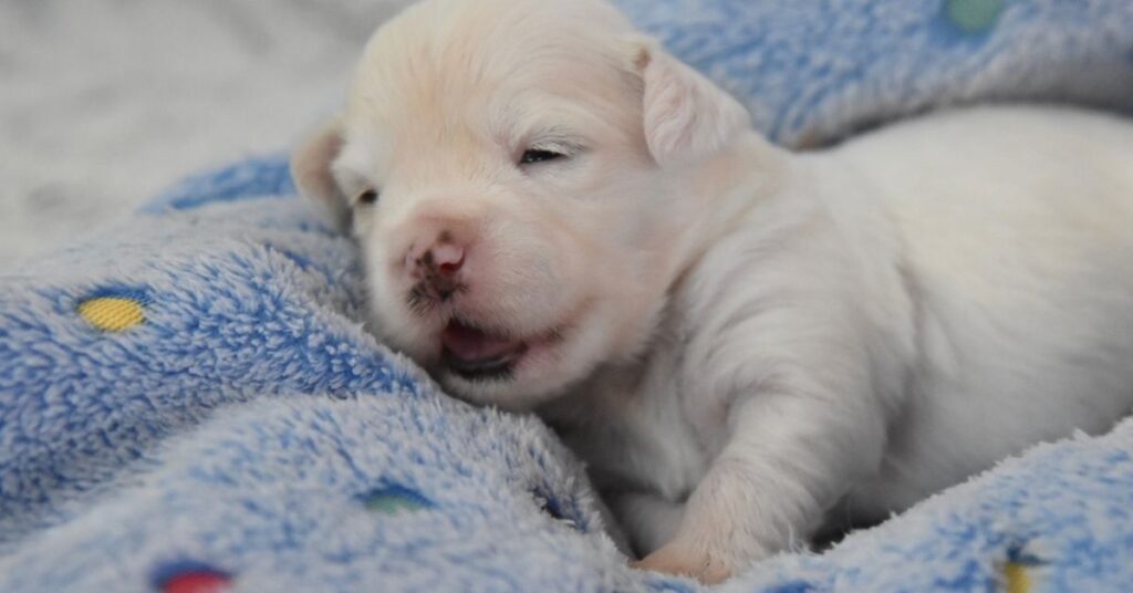 how to potty train a puppy