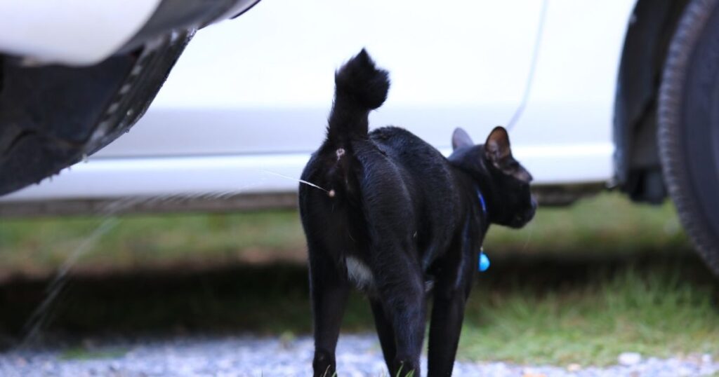 How to get rid of cat urine smell